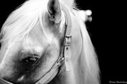 _DSC8621.jpg